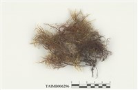 藏品(毛枝苔屬)的圖片